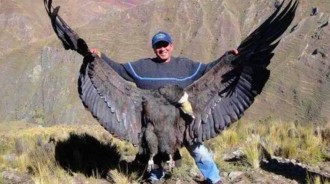 「世界上最大的老鷹」，長相醜陋卻被冠以「神鷹」，能飛行5小時172公里！