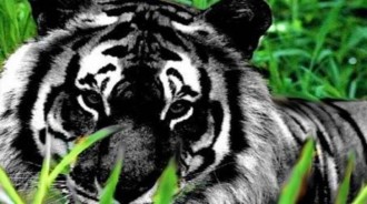 太罕見！位於印度奧迪沙東部 ，攝影師奇跡般拍到，世界上「僅存的野生黑虎」!