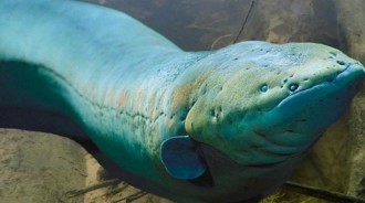 亞馬遜河頂級殺手，鱷魚都選擇同歸於盡，電鰻為什麼如此豪橫？