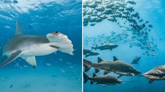 邂逅「海洋大貨」——盤點與大型海洋動物同潛的最佳潛水地