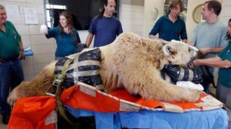 棕熊半個月「使5頭母熊懷孕」，園長愁懷，讓其做「絕育手術」，最後熊熊表情亮了