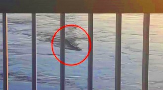 韓國漢江拍到「水怪」，長約10米，有民眾拿出證據,懷疑是「變異物種」
