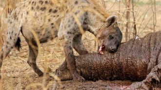 鬣狗為什麼那麼殘酷喜歡掏肛？其實是無奈，也是生存的智慧