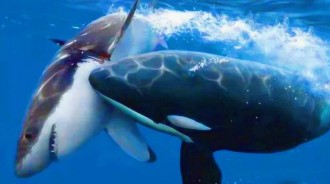 為什麼鯊魚「碰到虎鯨就不敢動」，任由撕咬自己？鯊魚：大佬惹不起，惹不起！