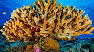 世界上第一張完整的珊瑚地圖繪制完成，可用於監測珊瑚礁白化情況