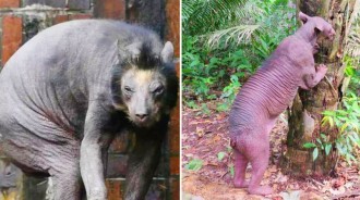 秘魯眼鏡熊被關4年，極度孤獨變「無毛怪」，獲救數月後重回「顏值巔峰」！