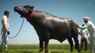 印度最珍貴的牛，身價2200萬每天喝一瓶威士忌，配一次種收5萬元