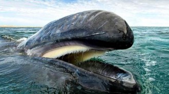 攝影師「追尋25年」為鯨豚拍照　終於拍下「與大海零距離」的壯闊之美