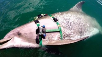 科學家們「將攝像機綁在」海豚身上，並拍下了「從未見過的」捕食畫面