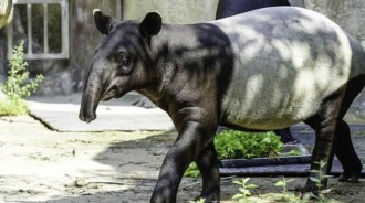 北市動物園馬來貘全是戲！1歲寶愛荔枝，爸媽將重燃愛火