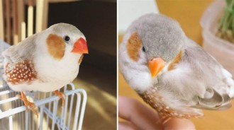 奇異的「珍珠鳥」，雌鳥擇偶不注重外表，親鳥邊孵蛋邊「胎教」！