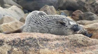 南非開普敦海岸驚現大量海豹死亡，營養不良或是罪魁禍首