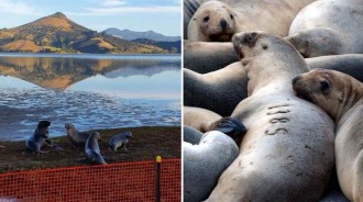 紐西蘭海獅：「我回來了！」——海獅在紐西蘭大陸重建家園