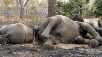 非洲人如何吃大象的，僅僅需要一個小時，這是真正的吃貨的實力嗎