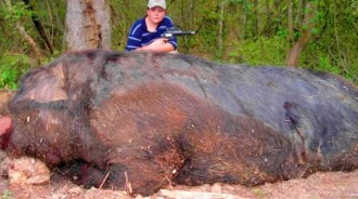 野豬在美國泛濫成災，「人豬大戰」美國戰敗，800萬頭豬怎麼吃得完！