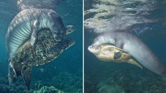 好親密！海豹身後「溫柔環抱綠蠵龜」　攝影師見「細繩」恍然：是在救龜？