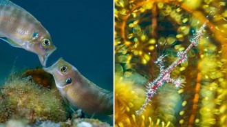 第 57 屆國際野生生物攝影年賽獲獎作品出爐，水下攝影收獲頗豐