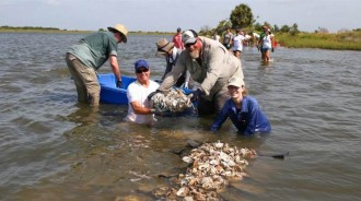 美國每年回收68萬斤生蠔殼倒海里，有什麼用？他們到底要幹嘛？