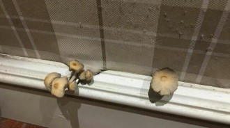 600萬剛買的新房！女業主發現「牆角長蘑菇」動手直接拔掉　幾天後再看全身雞皮疙瘩：有不好的東西