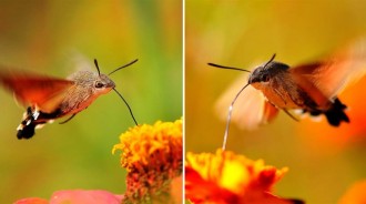 昆蟲世界被稱為「四不像」像胡蝶、像蜂鳥、還像蜜蜂——長喙天蛾