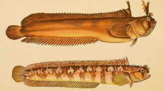 古人眼中的魚類是什麼樣的？歷史插圖還原真相