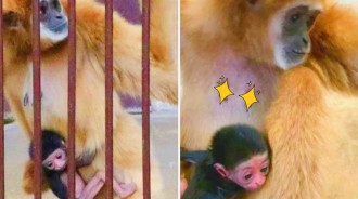 日本一動物園發現一母猴「獨居5年懷孕」，意外生下小猴，「飼養員險些背黑鍋」