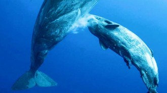 「小鯨魚喝奶」！攝影師拍下罕見畫面，抹香鯨媽媽海中「噴射母乳」，寶寶秒張嘴吞下