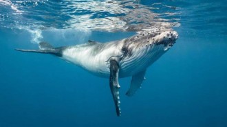 鯨類動物排行榜——海洋中體型最大的五種鯨類，你知道幾種？