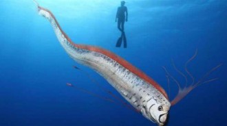 墨西哥出現活著的「白龍王」，身長達5米，是海底世界的王者