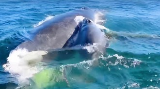海豚救鯨魚！眼看座頭鯨母子被5頭雄鯨強，「英雄海豚」及時救援