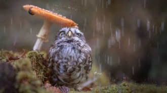蘑菇下躲雨～貓頭鷹「大小眼」好享受　一臉萌表情：快點停雨啦