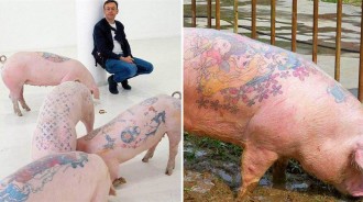 外國藝術家「拿豬練紋身」，不料一張豬皮「被香奈兒看中」，瞬間賣到50多萬元
