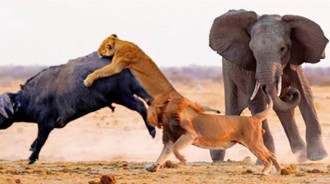 落單水牛被十幾頭獅子撕咬，下一秒卻被大象救下，獅子四處逃命