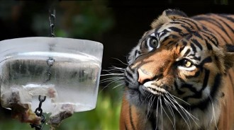 被老虎「舔一下」是什麼下場？飼養員拿冰塊做實驗，才明白老虎的恐怖