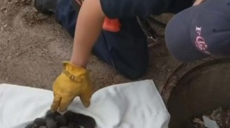 下水道救出8隻「黑拉拉幼犬」！獸醫一檢查傻眼：不是狗快放回去
