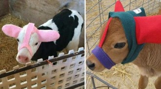 牛牛也怕冷！飼主幫戴「暖暖毛線耳套」保護耳朵　小牛「秒變萌Q格格」網讚翻