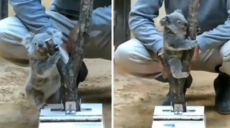 「樹幹體重機」騙無尾熊寶寶！發現上當「超呆萌落跑」：人類都壞壞～