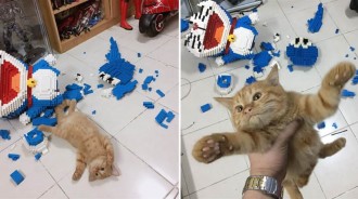 整整7天廢寢忘食「拼出2432塊哆啦A夢」，卻被無情喵1秒摧毀：這藍色怪貓有我好看？
