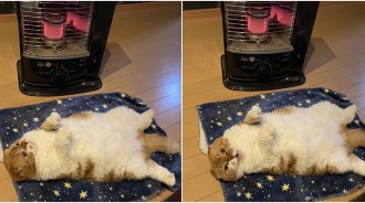 寒流來襲冷颼颼！主子卡位暖爐前「翻肚肚烘烤」一臉chill：背面已烤熟～