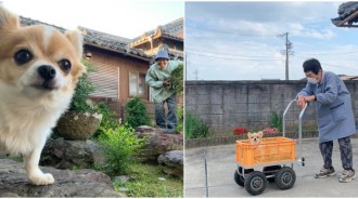 阿嬤丟系挖欸麻吉！吉娃娃曬太陽「黏緊緊陪阿嬤工作」　卻自己先度咕「眼睛越來越瞇」：愛睏吉了