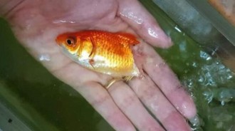金魚生病「只剩半截」尾巴消失！主人「幫擦藥半年」竟神復原：還好沒放棄