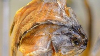 兒子生日婆婆送來5公斤乾魚！我「嫌腥臭」送鄰居　鄰居嘗過之後竟「連夜搬家」：我慌忙報了警