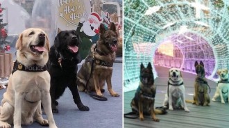 耶誕城已逛「45678次」！新北警犬隊「認真出任務兼當麻豆」萌翻粉絲：辛苦你們了～