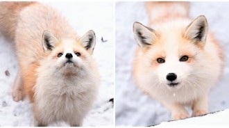 雪中唯美神獸！戶外巧遇「米金色狐狸」可愛又靈氣　鏡頭捕捉「憨笑賣萌一幕」網笑：是小狗狗吧❤️