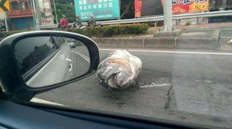 有魚跳車！　高雄驚現「整條完整鮪魚」躺路邊　超巨大「摩托車size」網友嚇：誰掉了100萬？