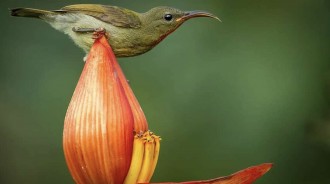 鳥生享受！攝影師抓拍奇蹟瞬間「蜂鳥泡澡」　躺花瓣浴缸攤平：蘇湖