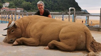 海灘怎麼有牛？　大水牛溫馴趴岸邊　遊客近看嚇一跳：是沙子做的！