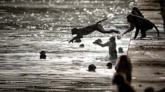 印度高溫50度！40隻猴「為喝水跳井」　結果全部溺斃