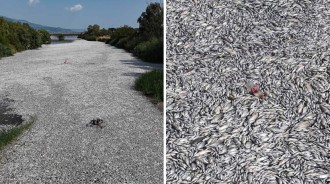 希臘港口溢滿百噸死魚！整座城市充滿惡臭　當地商業都停擺