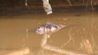 雨炸金山！ 餐廳8座魚池遭泥流沖毀　3千鱘龍魚溜光損失500萬